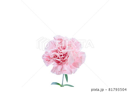 花束　カーネーション　花　贈り物　お礼　多年草 81793504