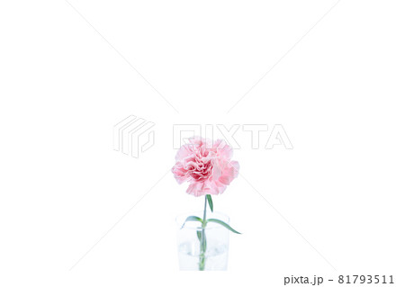 花束　カーネーション　花　贈り物　お礼　多年草 81793511