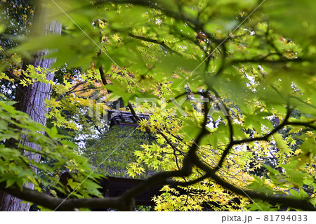 法然院 山門 法然院 山門 81794033
