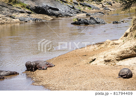 サバンナの水辺で昼寝をするかわいいカバの群れ ケニア マサイマラ国立保護区 の写真素材