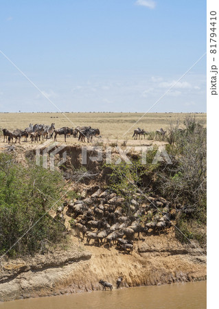 シマウマが見守る中、ヌーが大移動をするサバンナの雄大な風景(ケニア、マサイマラ国立保護区) シマウマが見守る中、ヌーが大移動をするサバンナの雄大な風景(ケニア、マサイマラ国立保護区) 81794410
