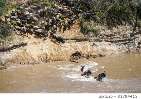 ヌーが川に飛び込む迫力ある風景　ヌーの大移動の光景（ケニア、マサイマラ国立保護区） 81794415