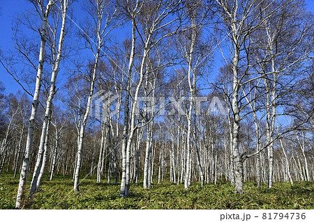 八千穂高原の白樺林 81794736