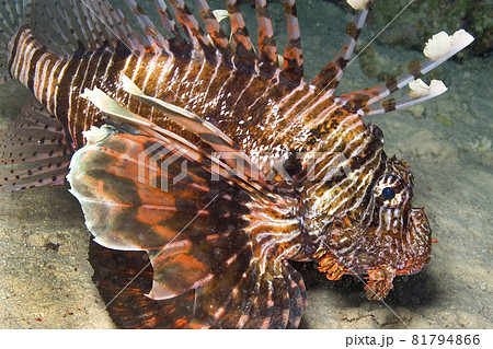 Lionfish, Red Sea, Egypt 81794866