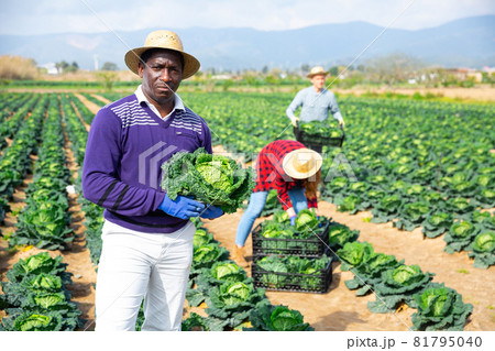 African man farmer picking green cabbage 81795040