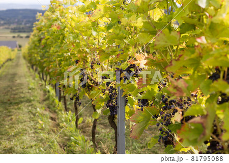 Vineyards with grapevine for wine production near a winery. Grape field growing for wine. Summer scenery. Nature mountains background with wine yard in autumn harvest 81795088