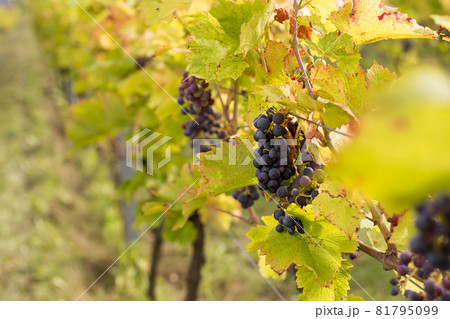 Red grapes on vine stock at wine yard. Planting in the organic vineyard farm to produce the red wine Red grapes on vine stock at wine yard. Planting in the organic vineyard farm to produce the red wine 81795099