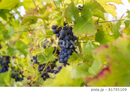 Red grapes on vine stock at wine yard. Planting in the organic vineyard farm to produce the red wine Red grapes on vine stock at wine yard. Planting in the organic vineyard farm to produce the red wine 81795109