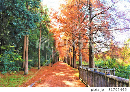 大阪府和泉市・光明池秋の風景 81795446