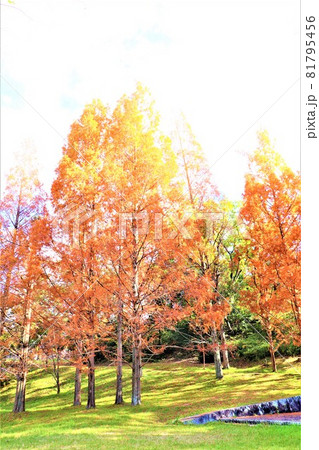 大阪府和泉市・光明池秋の風景 81795456
