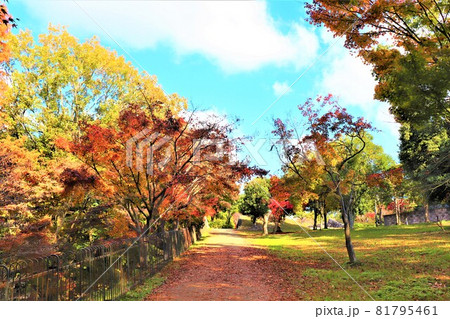 大阪府和泉市・光明池秋の風景 大阪府和泉市・光明池秋の風景 81795461