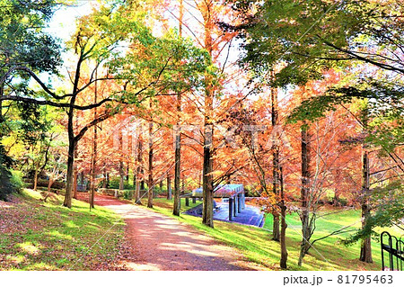 大阪府和泉市・光明池秋の風景 81795463