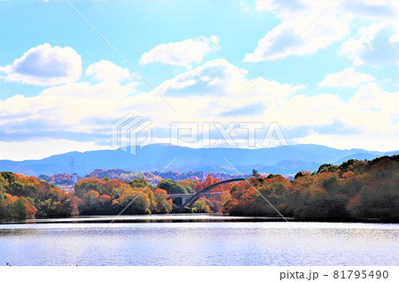 大阪府和泉市・光明池秋の風景 大阪府和泉市・光明池秋の風景 81795490