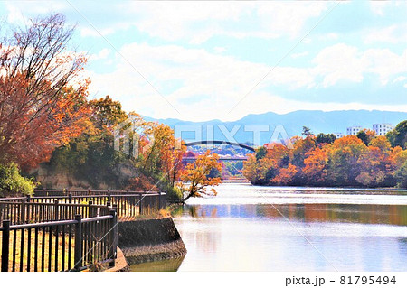 大阪府和泉市・光明池秋の風景 81795494