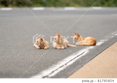 同じ方向を見る猫 81795854