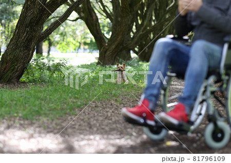 Disabled man walks with dog in park 81796109