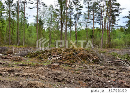 Felled spruces trees in forest. Deforestation and Illegal Logging, illegal timber. 81796199