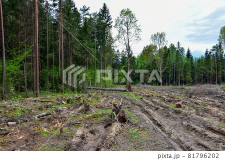 Felled spruces trees in forest. Deforestation and Illegal Logging, illegal timber. 81796202