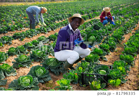 African man farmer picking green cabbage 81796335