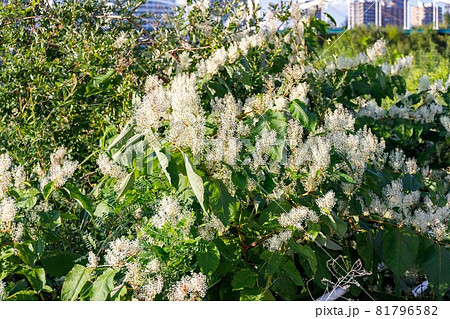 イタドリ 81796582