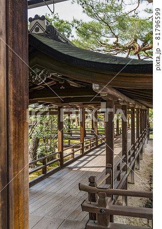春の大覚寺（京都）村雨の廊下 81796599