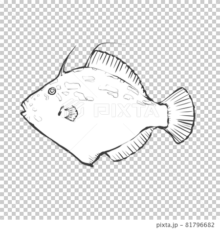 Japanese style hand-drawn line art illustration of Kawahagi Japanese style hand-drawn line art illustration of Kawahagi 81796682