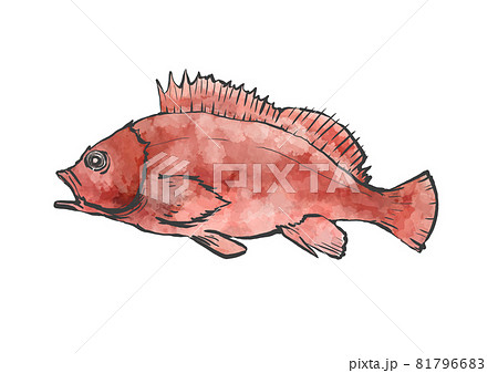 カサゴの和風手描きイラスト カサゴの和風手描きイラスト 81796683