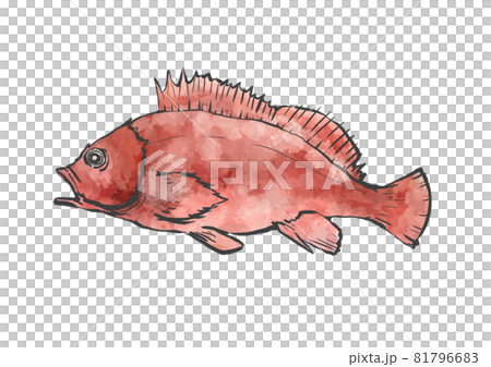 カサゴの和風手描きイラスト カサゴの和風手描きイラスト 81796683