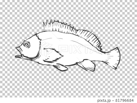 カサゴの和風手描き線画イラスト カサゴの和風手描き線画イラスト 81796684