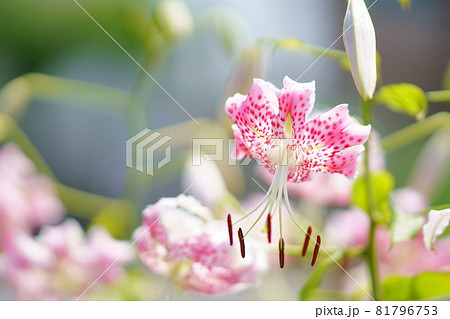 鹿の子百合 81796753