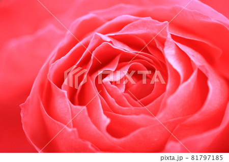 真っ赤な花びらの薔薇マリアカラス 81797185