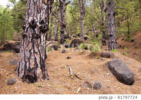 Canary Islands Pine, Caldera de Taburiente National Park, Canary Islands, Spain Canary Islands Pine, Caldera de Taburiente National Park, Canary Islands, Spain 81797724