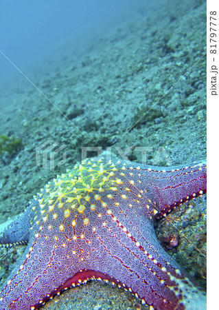 Red tubercled Sea Star, Lembeh, North Sulawesi, Indonesia Red tubercled Sea Star, Lembeh, North Sulawesi, Indonesia 81797778