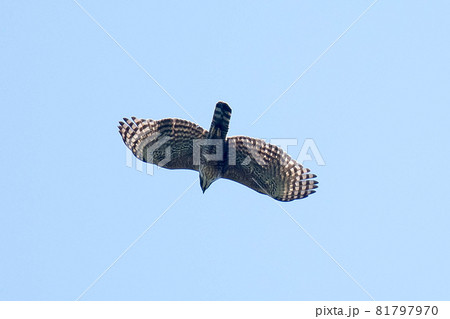 青空を飛んでいるクマタカ 青空を飛んでいるクマタカ 81797970