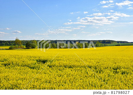 Countryside with yellow oilseed rape field on blue sky background. 81798027