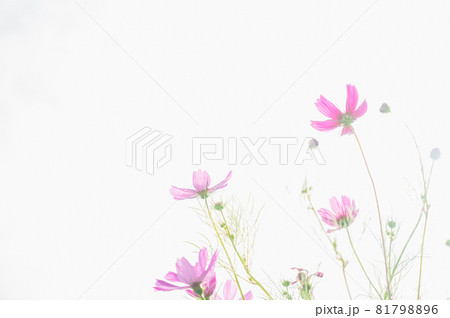 逆光で透けたコスモスの花 逆光で透けたコスモスの花 81798896