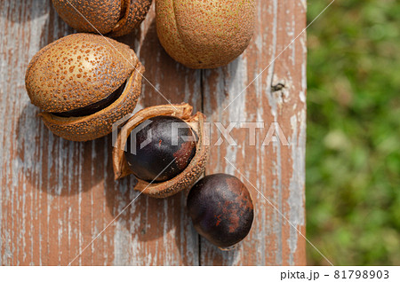 栃の木の実 81798903