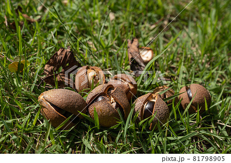 栃の木の実 81798905