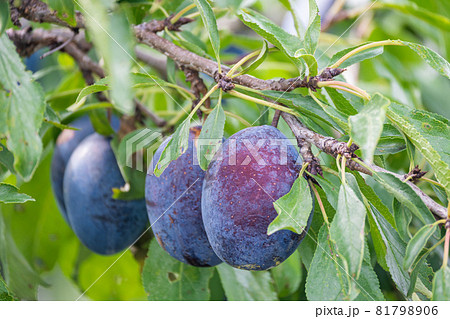 実ったプルーン 実ったプルーン 81798906