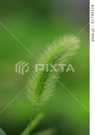 犬のしっぽのような草エノコログサ 81799328