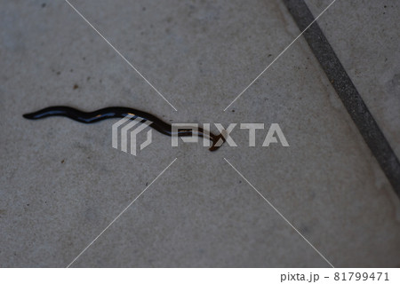 コウガイビル コウガイビル 81799471