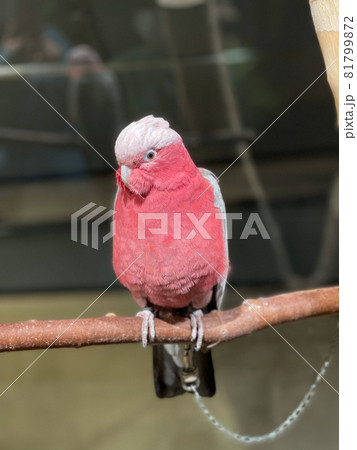 ピンク色の鳥 81799872