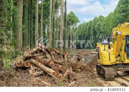森林伐採 森林伐採 81800331