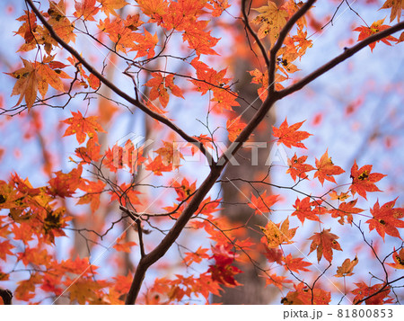 ポロト自然休養林の紅葉 81800853