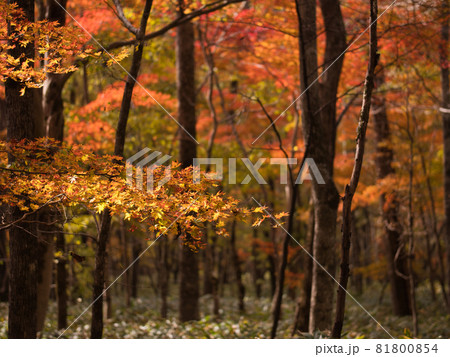 ポロト自然休養林の紅葉 81800854