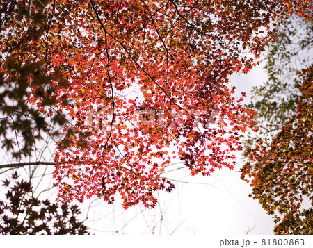 ポロト自然休養林の紅葉 81800863
