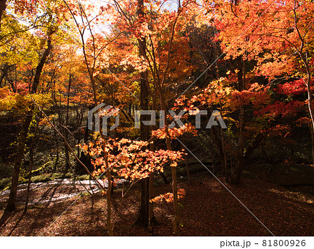 ポロト自然休養林の紅葉 ポロト自然休養林の紅葉 81800926
