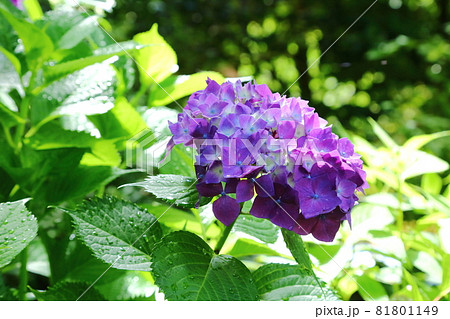 頼光寺の紫のあじさい 頼光寺の紫のあじさい 81801149