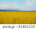 稲穂の実った水田と青空 81801233