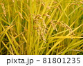実った稲穂 81801235